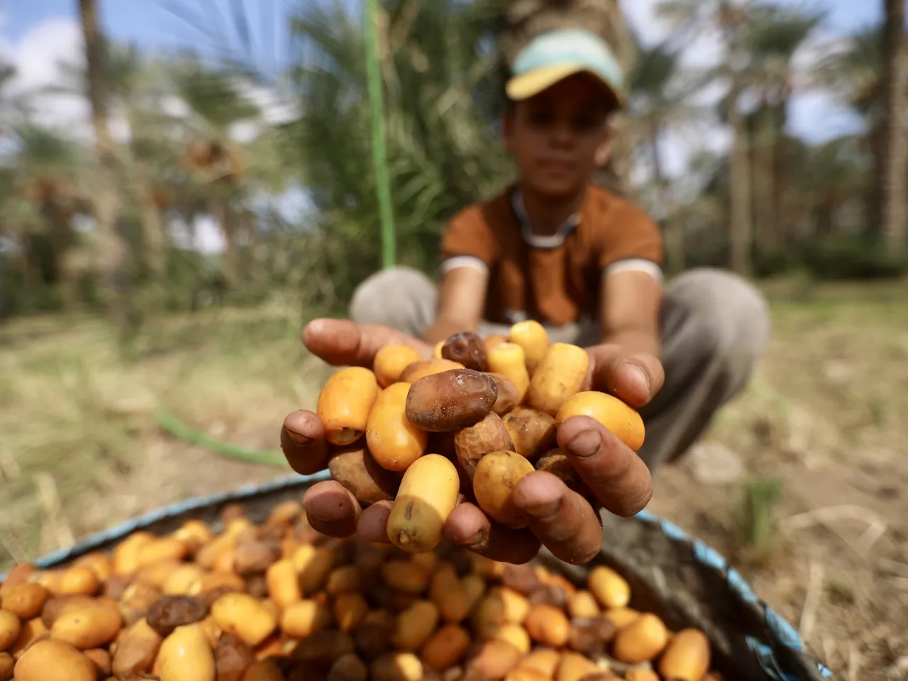 Hai bàn tay nâng những quả chà là vàng vừa thu hoạch